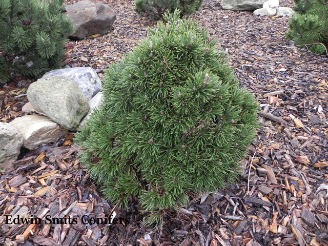 Pinus mugo 'Tinnefeld'